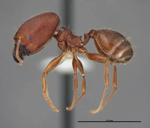 Pheidole dwyeri specimen FMNHINS0000083050 image fmnhins0000083050_3