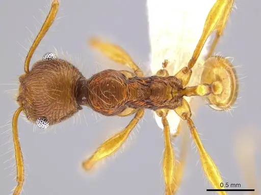 Pheidole ectatommoides specimen CASENT0613731 image casent0613731_1