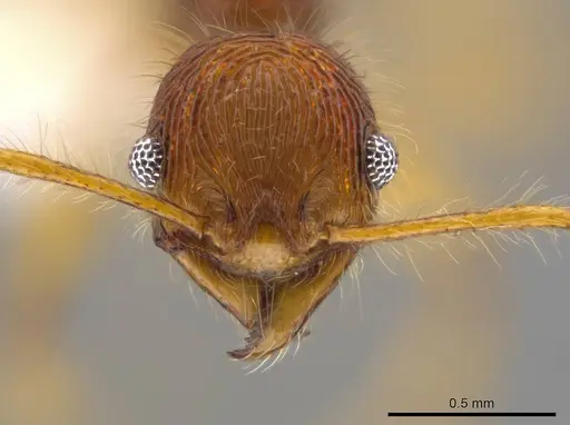 Pheidole ectatommoides specimen CASENT0613731 image casent0613731_2