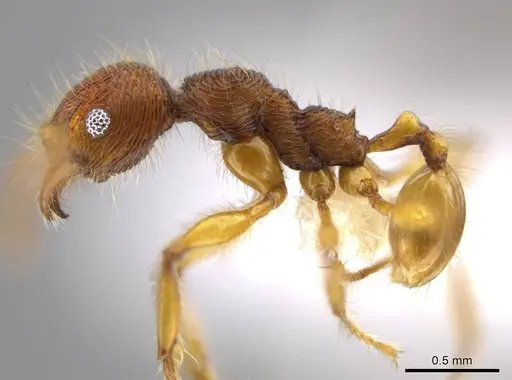 Pheidole ectatommoides specimen CASENT0613731 image casent0613731_3