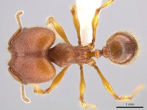 Pheidole ectatommoides specimen CASENT0619909 image casent0619909_1