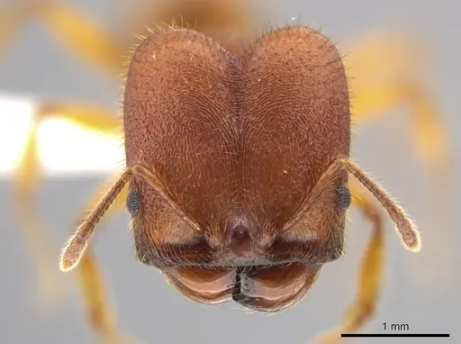 Pheidole ectatommoides specimen CASENT0619909 image casent0619909_2