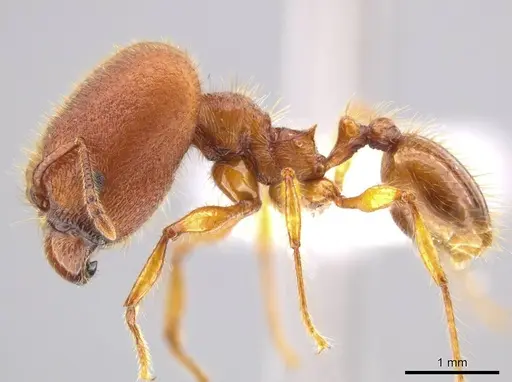 Pheidole ectatommoides specimen CASENT0619909 image casent0619909_3