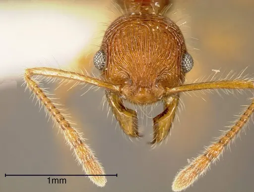 Pheidole ectatommoides specimen CASENT0635461 image casent0635461_1