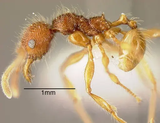 Pheidole ectatommoides specimen CASENT0635461 image casent0635461_2