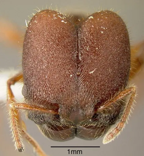 Pheidole ectatommoides specimen INBIOCRI001282134 image inbiocri001282134_1