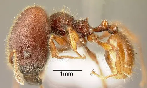 Pheidole ectatommoides specimen INBIOCRI001282134 image inbiocri001282134_2