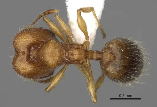 Pheidole ehazoara specimen CASENT0872059 image casent0872059_1