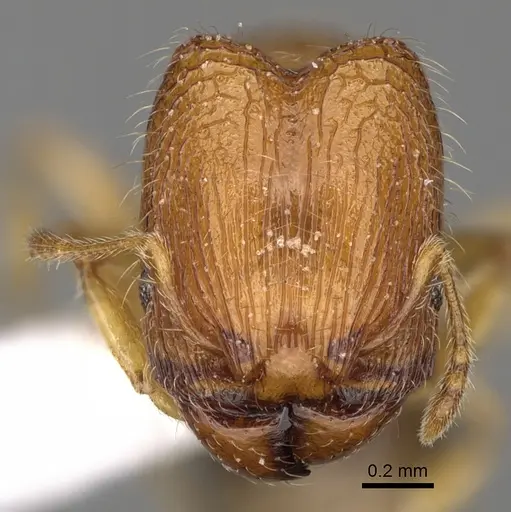 Pheidole ehazoara specimen CASENT0872059 image casent0872059_2