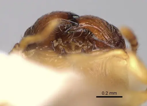 Pheidole ehazoara specimen CASENT0872059 image casent0872059_3