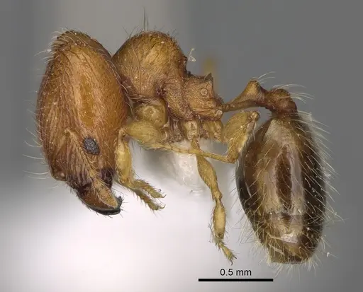 Pheidole ehazoara specimen CASENT0872059 image casent0872059_4
