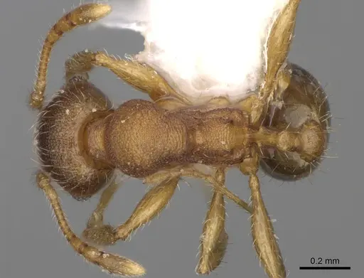 Pheidole ehazoara specimen CASENT0923186 image casent0923186_1