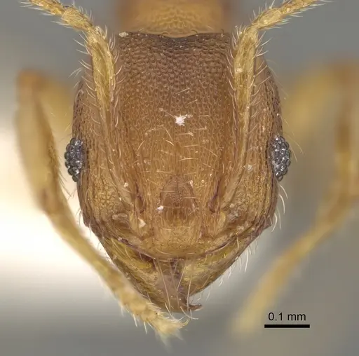 Pheidole ehazoara specimen CASENT0923186 image casent0923186_2