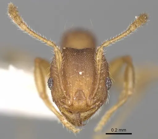 Pheidole ehazoara specimen CASENT0923186 image casent0923186_3
