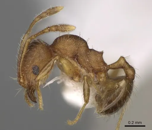 Pheidole ehazoara specimen CASENT0923186 image casent0923186_4