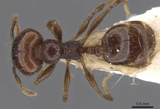 Pheidole eidmanni specimen CASENT0913304 image casent0913304_1
