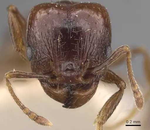 Pheidole eidmanni specimen CASENT0913304 image casent0913304_2