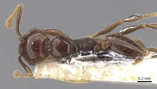 Pheidole eidmanni specimen CASENT0913305 image casent0913305_1