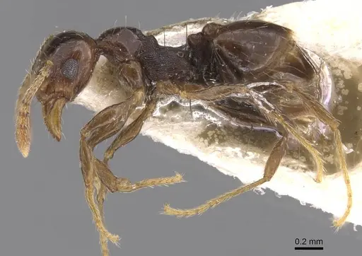 Pheidole eidmanni specimen CASENT0913305 image casent0913305_3