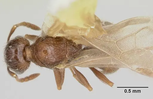 Pheidole elecebra specimen CASENT0103151 image casent0103151_1