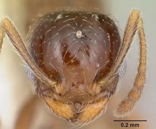 Pheidole elecebra specimen CASENT0103151 image casent0103151_2