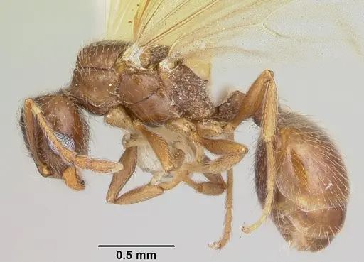 Pheidole elecebra specimen CASENT0103151 image casent0103151_3
