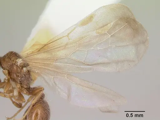 Pheidole elecebra specimen CASENT0103151 image casent0103151_4