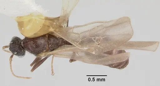 Pheidole elecebra specimen CASENT0104988 image casent0104988_1