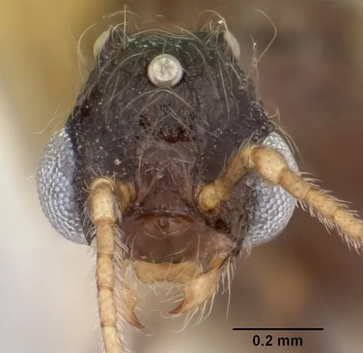 Pheidole elecebra specimen CASENT0104988 image casent0104988_2