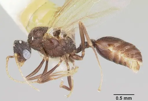 Pheidole elecebra specimen CASENT0104988 image casent0104988_3