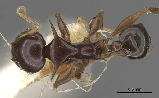 Pheidole elegans specimen CASENT0901326 image casent0901326_1