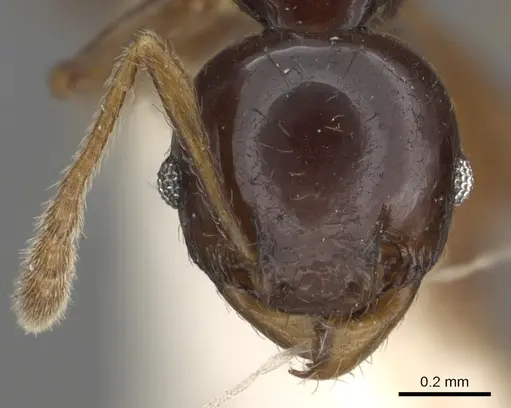 Pheidole elegans specimen CASENT0901326 image casent0901326_2