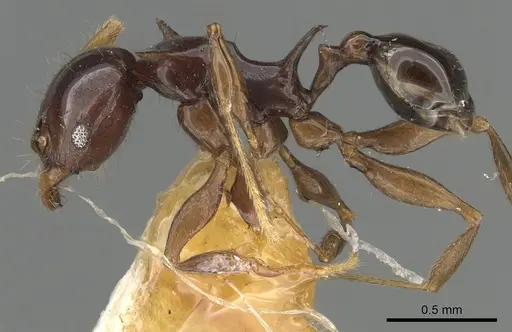 Pheidole elegans specimen CASENT0901326 image casent0901326_3