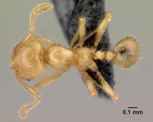 Pheidole elisae specimen CASENT0179653 image casent0179653_1