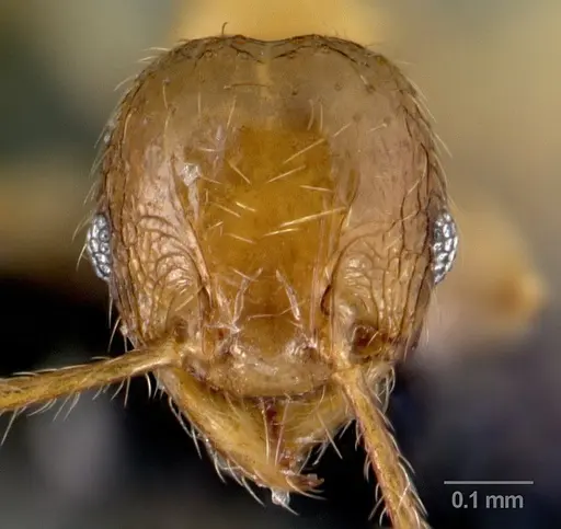 Pheidole elisae specimen CASENT0179653 image casent0179653_2