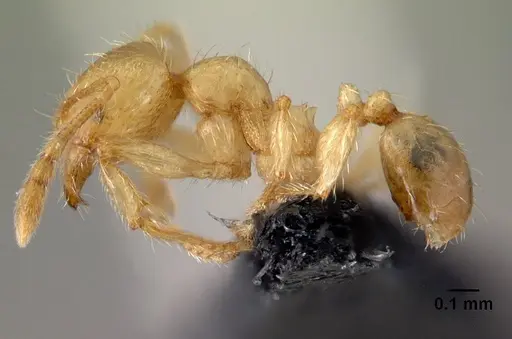 Pheidole elisae specimen CASENT0179653 image casent0179653_3