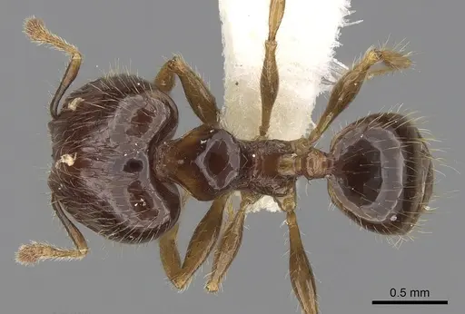Pheidole elisae specimen CASENT0281689 image casent0281689_1