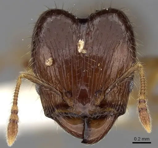 Pheidole elisae specimen CASENT0281689 image casent0281689_2
