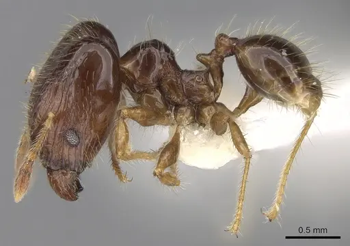 Pheidole elisae specimen CASENT0281689 image casent0281689_3