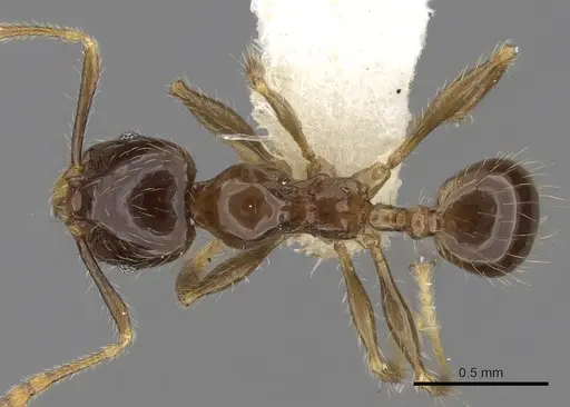 Pheidole elisae specimen CASENT0281690 image casent0281690_1