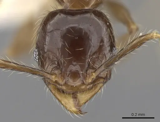 Pheidole elisae specimen CASENT0281690 image casent0281690_2