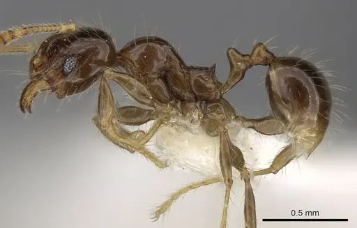 Pheidole elisae specimen CASENT0281690 image casent0281690_3