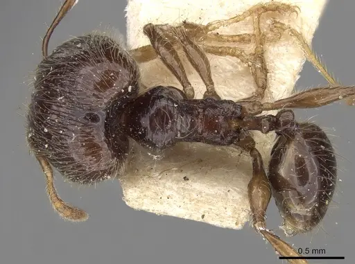 Pheidole elisae specimen CASENT0281691 image casent0281691_1