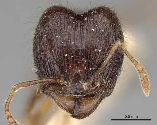 Pheidole elisae specimen CASENT0281691 image casent0281691_2