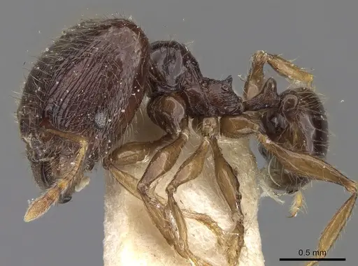 Pheidole elisae specimen CASENT0281691 image casent0281691_3