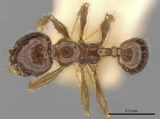 Pheidole elisae specimen CASENT0281692 image casent0281692_1