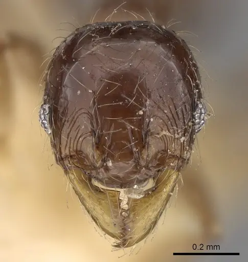 Pheidole elisae specimen CASENT0281692 image casent0281692_2