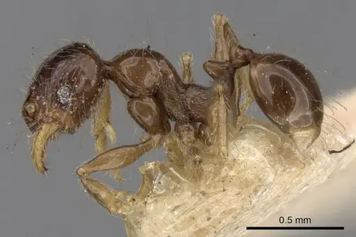 Pheidole elisae specimen CASENT0281692 image casent0281692_3