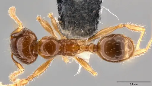 Pheidole elisae specimen CASENT0282611 image casent0282611_1