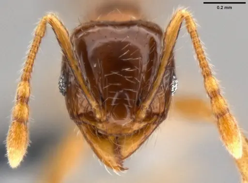 Pheidole elisae specimen CASENT0282611 image casent0282611_2